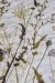 Beddinghouse Grasses - Natural