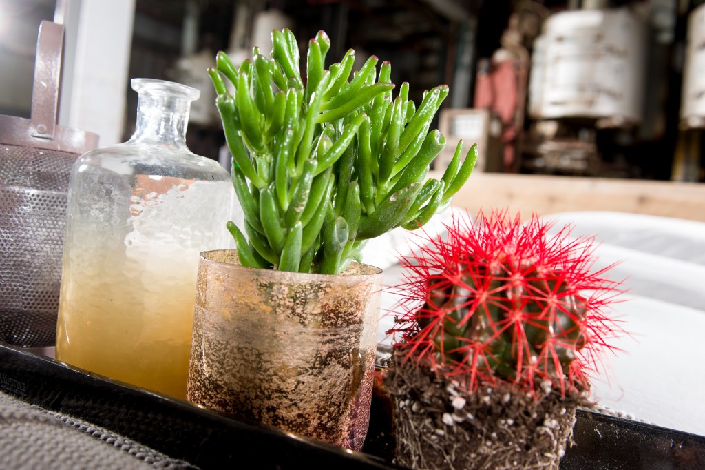 planten cactussen en miniplantjes in huis Livengo