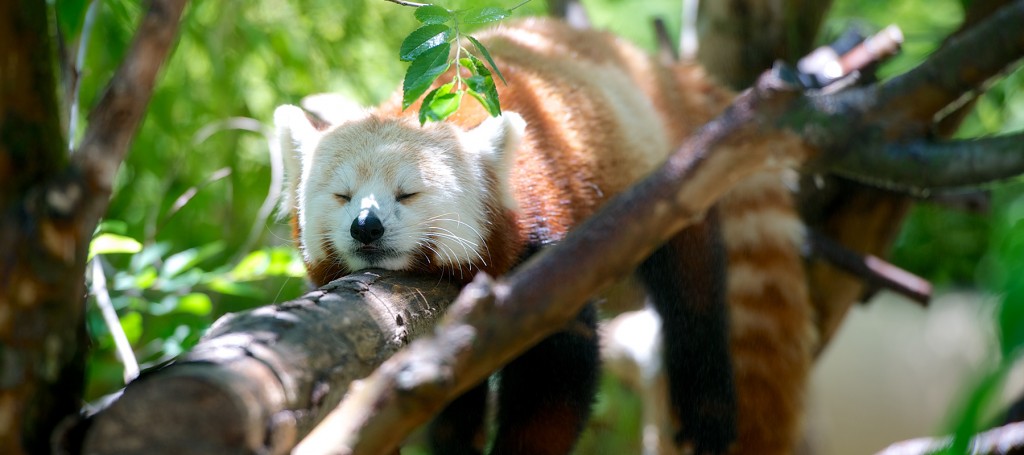 afbeeldingpanda