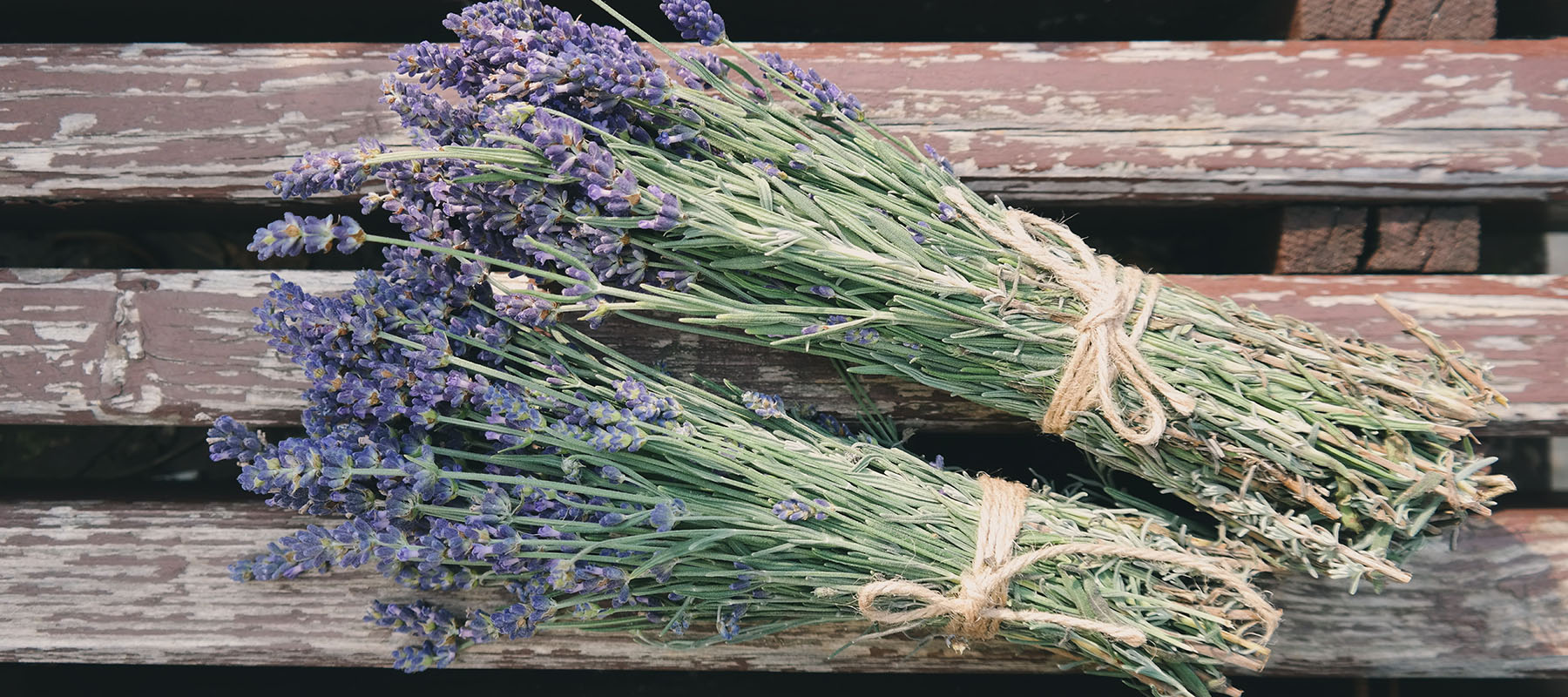 Lavendel Livengo Planten die zorgen voor een betere nachtrust